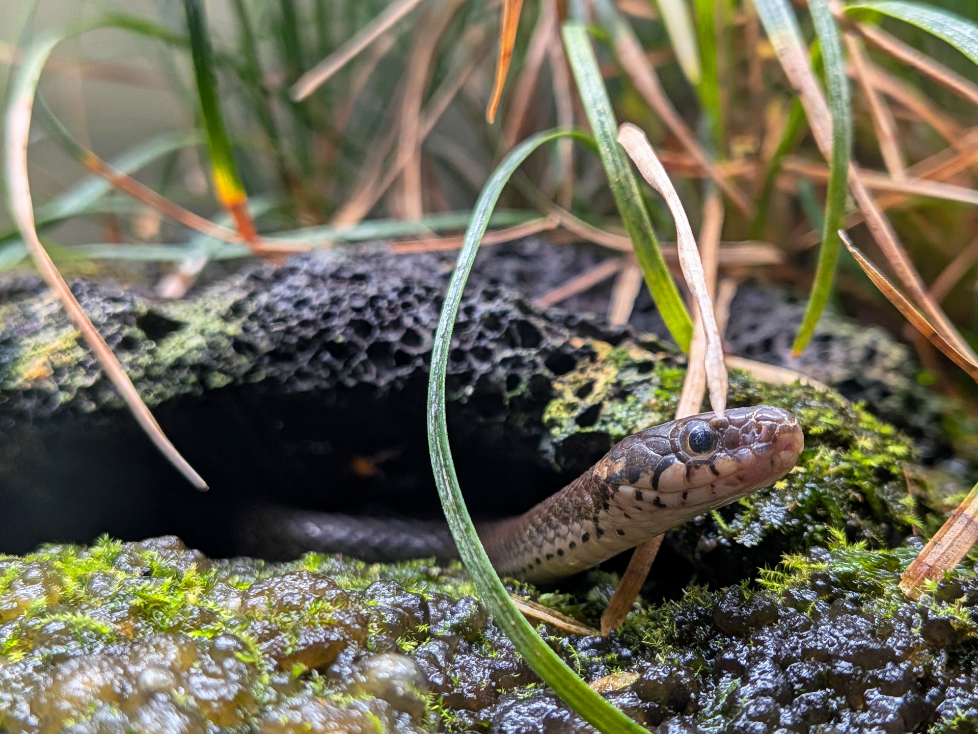 井の頭自然文化園 水生物園