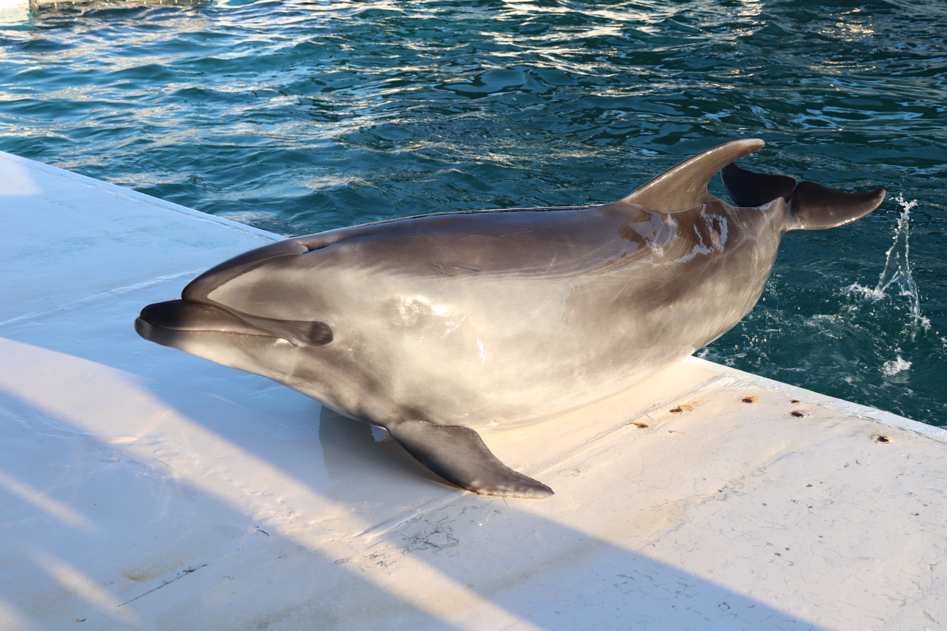 돌고래 쇼가 인기인 수족관 TOP5